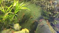 Neocaridina heteropoda var. Red