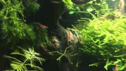 Neocaridina heteropoda var. Red
