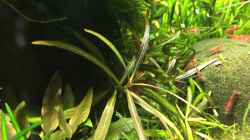 Hygrophila lancea ???Araguaia???