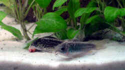 Besatz im Aquarium Becken 5034