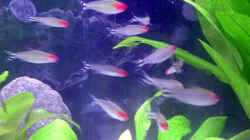Besatz im Aquarium Becken 5034