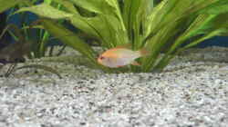 Besatz im Aquarium Becken 5052