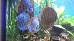 Besatz im Aquarium Becken 5052