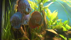 Besatz im Aquarium Becken 5052