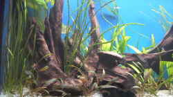 Dekoration im Aquarium Becken 5052