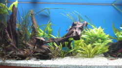 Dekoration im Aquarium Becken 5052