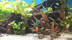 Pflanzen im Aquarium Becken 5052