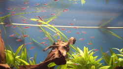 Besatz im Aquarium Becken 5052