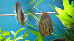 Besatz im Aquarium Becken 5052