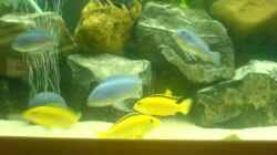 Besatz im Aquarium Becken 5074