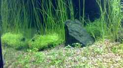 Besatz im Aquarium Becken 5078