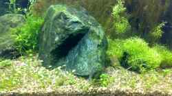 Besatz im Aquarium Becken 5078