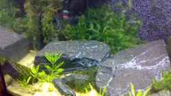 Dekoration im Aquarium Becken 5103