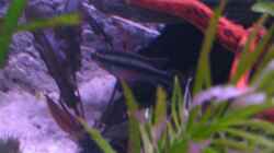 Besatz im Aquarium Becken 5173