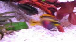 Besatz im Aquarium Becken 5173