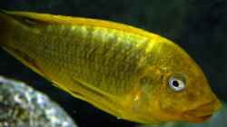 Besatz im Aquarium Becken 5187