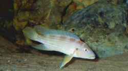 Besatz im Aquarium Becken 5187