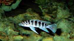 Besatz im Aquarium Becken 5187