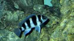 Besatz im Aquarium Becken 5187