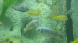 Besatz im Aquarium Becken 527