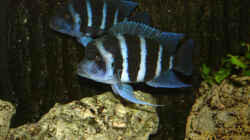 Cyphotilapia Frontosa Blue Zaire