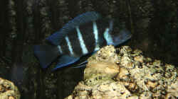 Cyphotilapia Frontosa Blue Zaire