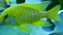 Aulonacara Baenschi