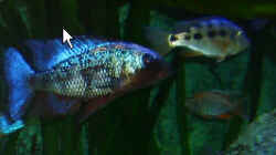 Fossochromis Rostratus