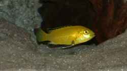 Besatz im Aquarium Becken 543