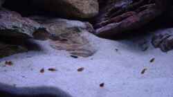 Besatz im Aquarium Becken 5525