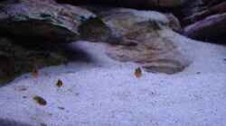Besatz im Aquarium Becken 5525
