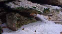 Besatz im Aquarium Becken 5525