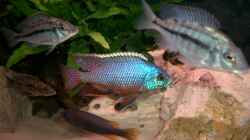 Besatz im Aquarium Becken 555