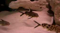 Besatz im Aquarium Becken 555