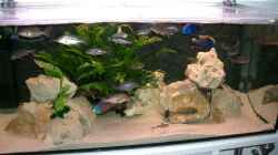 Aquarium Becken 555