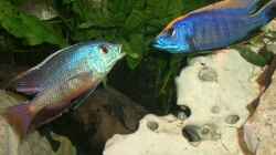 Aquarium Becken 555