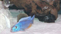 Dekoration im Aquarium Becken 555