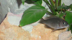 Dekoration im Aquarium Becken 555