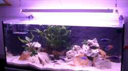 Pflanzen im Aquarium Becken 555