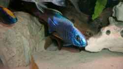 Besatz im Aquarium Becken 555