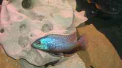 Besatz im Aquarium Becken 555