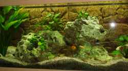 Aquarium Becken 5623