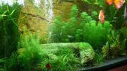 Dekoration im Aquarium Juwel Vision 260