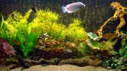 Aquarium Becken 5677