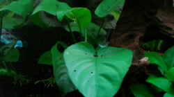 Anubias