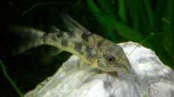 Cory