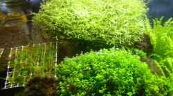 Riccia, Weeping moos, ´Cuba´