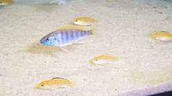 Besatz im Aquarium Becken 57