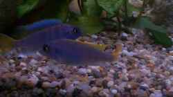Besatz im Aquarium Becken 57