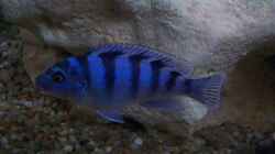 Besatz im Aquarium Becken 57